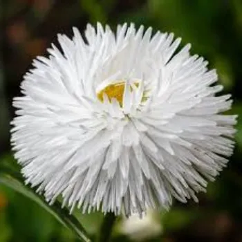 White Daisy Flower